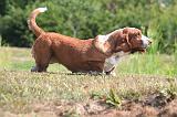 BASSET HOUND 218
